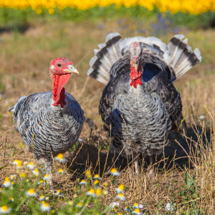 male-and-female-turkey-PVHZMNX.jpg