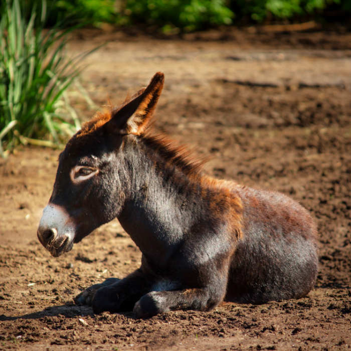 small-donkey-5RXTAX5.jpg